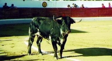 Uno de los serios novillos de Guadarrama