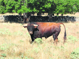 Uno de los serios novillos de Baltasar Ibán  (Foto: AYTO. GALAPAGAR)