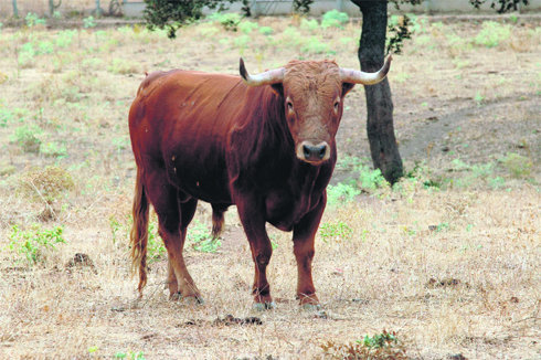 Este ‘Valdefresno’ es un ejemplo de seriedad  (Foto: MAYKA GORDILLO)