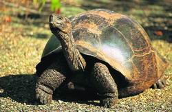 Emys orbicularis