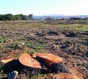 La finca está situada junto a la carretera de Valdemorillo (Foto: P. L.)