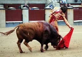 La importancia del novillo, base  de la feria taurina de Moralzarzal