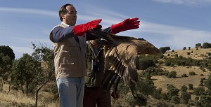 La Comunidad de Madrid bate un nuevo récord histórico con 55 parejas reproductoras de águila imperial ibérica