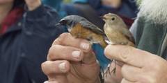 Anilladas doce especies de aves
