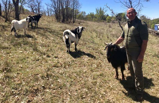 El Ayuntamiento entrega las primeras cabras guadarrameñas a ganaderos afectados por ataques de lobos