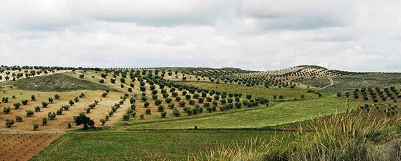 El sector agrario madrileño está entre los tres más envejecidos a nivel nacional
