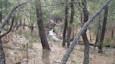Abierto el periodo para solicitar los permisos de recogida de piñas, leñas muertas y pies secos en Guadarrama