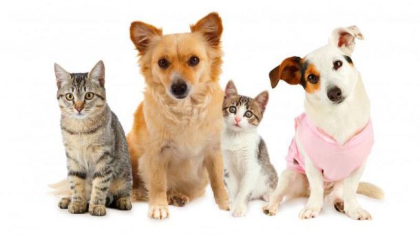 Majadahonda organiza por San Antón la I marcha con mascotas por el Monte del Pilar