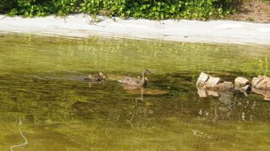 El parque de La Baltasara en Villanueva de la Cañada acoge una familia de patos