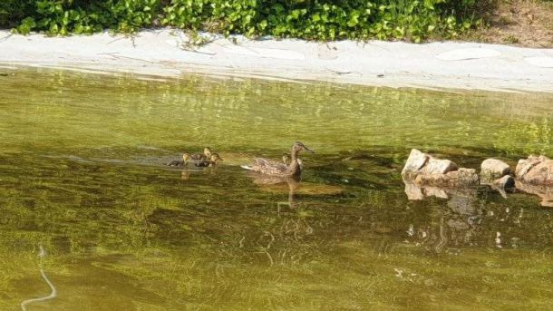 El parque de La Baltasara en Villanueva de la Cañada acoge una familia de patos