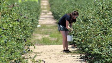 Homenaje a las mujeres migrantes agrícolas