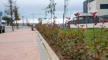 Finaliza la plantación de 5.000 arbustos en Boadilla
