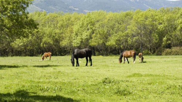 Guadarrama inicia el uso ganadero en la dehesa comunal 'De Abajo' hasta 2026