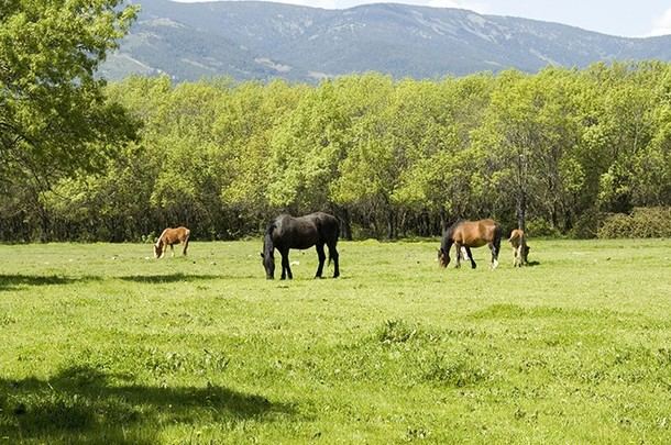 Inicio del periodo para solicitar pastos ganaderos en la Dehesa Comunal 'De Abajo'