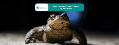 Noche de avistamiento de anfibios para familias en Hoyo de Manzanares