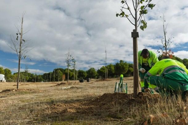 Boadilla del Monte planta 210 nuevos árboles en espacios verdes