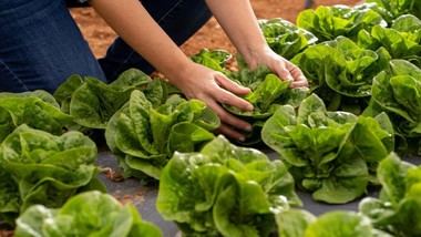 Ayuso renueva ayudas para agricultores y ganaderos en Madrid