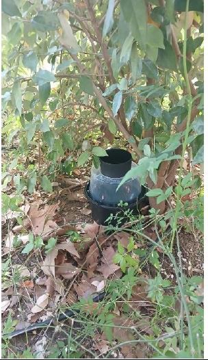 Boadilla del Monte intensifica la vigilancia del mosquito tigre hasta noviembre
