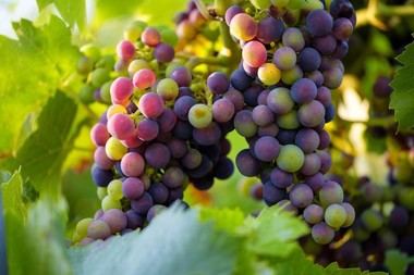 El Gobierno asigna 250.000 euros a Madrid para el vino y sanidad agrícola