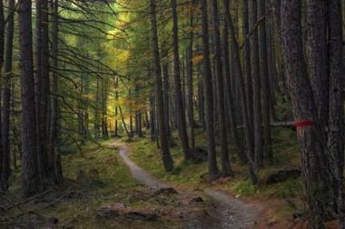 El Gobierno asigna 250.000 euros a Madrid para restaurar bosques en peligro