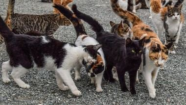 Galapagar impulsa un taller digital para el cuidado de colonias felinas