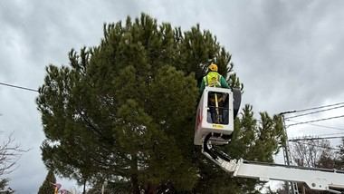 Galapagar intensifica la lucha contra la oruga procesionaria en sus pinos