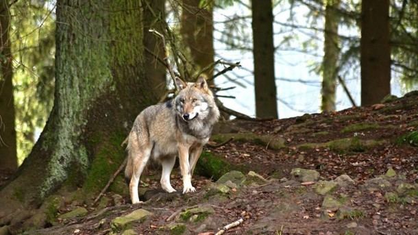 Madrid lanza ayudas para proteger ganaderos de ataques de lobos ibéricos
