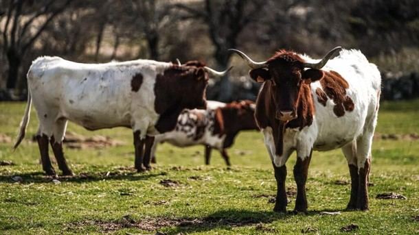 Madrid agota en cuatro meses las ayudas para jóvenes agricultores y ganaderos