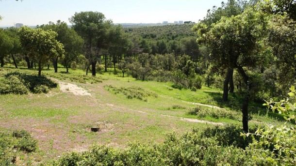 Madrid inicia el proyecto Madrid Forestal y refuerza la normativa contra incendios