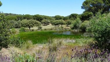 La Comunidad de Madrid incrementa un 56% las ayudas para montes privados