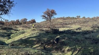 Avanza la restauración del Monte de Viñuelas tras el incendio en Tres Cantos
