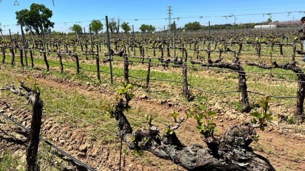 Nuevas variedades de uva en Madrid para combatir pérdidas en viñedos
