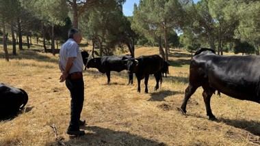 Madrid utiliza más de 21,000 animales para prevenir incendios forestales