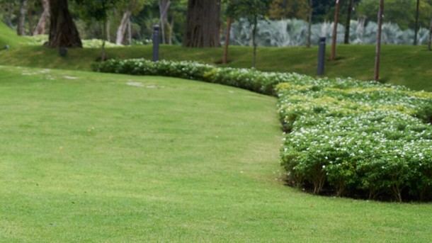 Madrid investiga praderas urbanas más sostenibles y con menor consumo de agua
