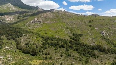 Madrid destina 1,3 millones a la mejora de pinares en el Parque Nacional Sierra de Guadarrama