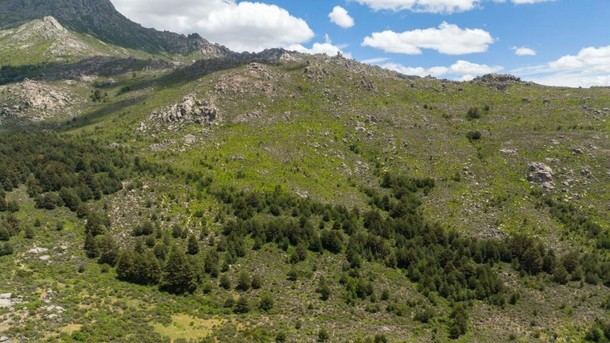 Madrid destina 1,3 millones a la mejora de pinares en el Parque Nacional Sierra de Guadarrama