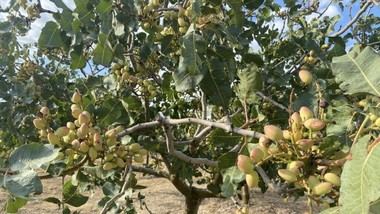 Madrid impulsa la investigación del pistacho con cinco nuevos proyectos