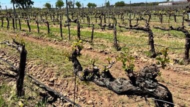 Madrid descubre 95 variedades de vid centenarias perdidas en un estudio