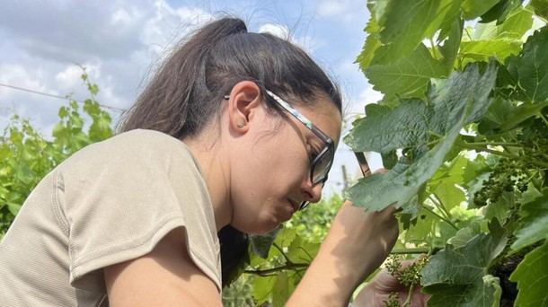 Madrid lanza 36 cursos gratuitos para el sector agropecuario y alimentario