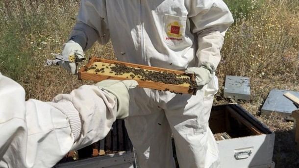 Madrid controla el uso de ahumadores en colmenas para prevenir incendios