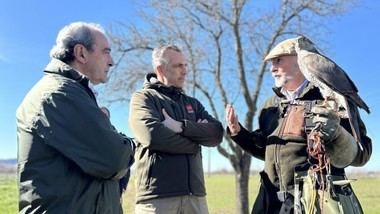 Madrid controla 9,000 jabalíes para proteger cultivos y reducir accidentes de tráfico