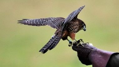 Madrid regula caza y pesca para impulsar el desarrollo rural y proteger el medio ambiente