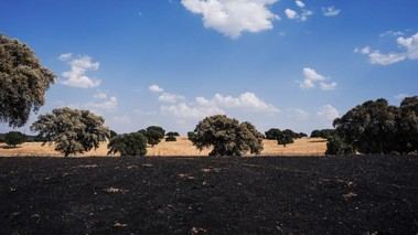 Madrid rehabilitará 116 hectáreas del Monte de Viñuelas tras el incendio