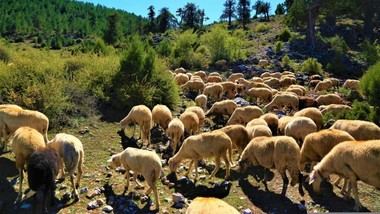 Más de 200 expertos se reúnen en Madrid para promover el pastoreo