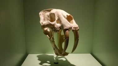 Expertos internacionales se reúnen en Madrid para hablar sobre dientes de sable