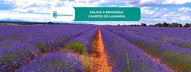 Hoyenses programan visita a los campos de lavanda en Brihuega para el 18 de julio