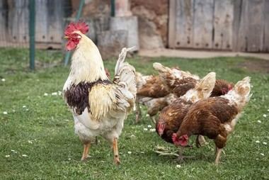 Moralzarzal implementa medidas contra la Gripe Aviar para proteger la salud pública