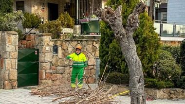 Poda de árboles en Galapagar por riesgo de seguridad