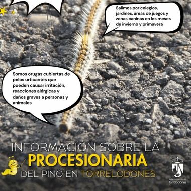 Consejos para combatir la procesionaria del pino