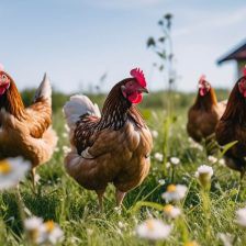 Propietarios de aves de corral deben registrarlas obligatoriamente